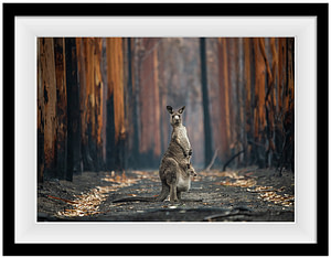 Hope in a burned plantation. Jo-Anne McArthur / We Animals