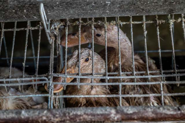 Egg-laying ducks are kept two to three per cage without access to bathing water at this industrial farm in Taiwan.