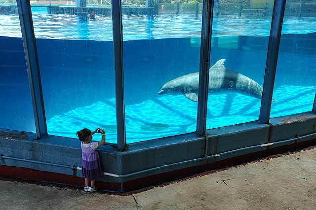 Photographing a lone dolphin at Sea Life Park in Hawaii. USA, 2012. Jo-Anne McArthur / We Animals