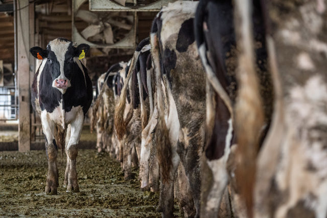 Dairy cows. Taiwan, 2019. Jo-Anne McArthur / We Animals