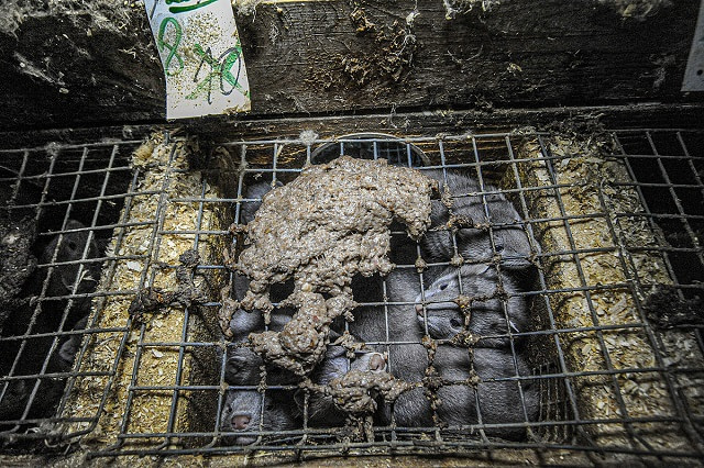 Life and Death in Fur Farming. Ten, now eight, mink kits in a nest box on a Swedish fur farm. These American mink kits fight for space and to reach their food. A sign indicates two have died. Though the legal cage size is now larger and a two-storey box a requirement for adult mink, with no more than two adults per cage, injuries still occur. Sweden, 2010. Jo-Anne McArthur / Djurrattsalliansen / We Animals