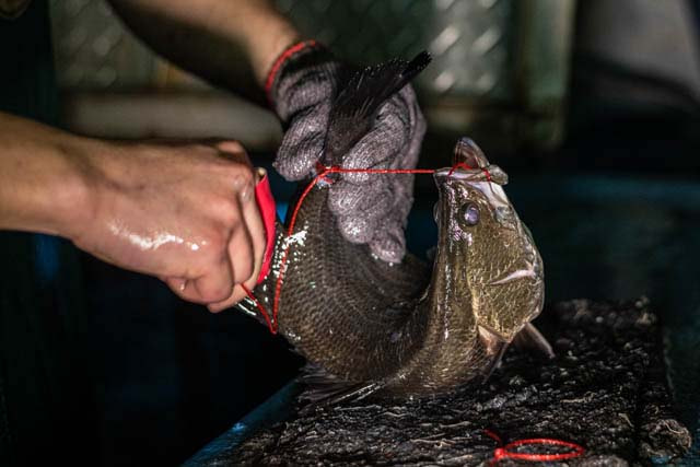 Fish binding at a wet market in Taiwan.