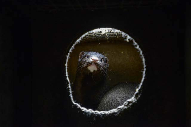 Mink in a nesting box at a fur farm in Ontario.