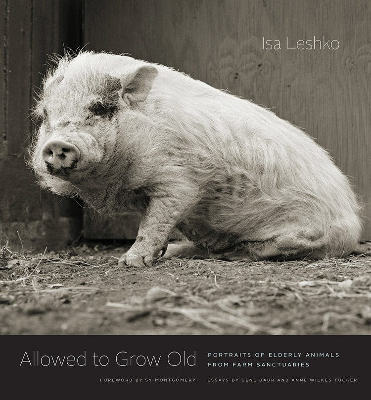 Allowed to Grow Old features Isa Leshko’s portraits of elderly rescued farm animals and includes essays by NY Times bestselling author Sy Montgomery, Farm Sanctuary co-founder Gene Baur, and curator Anne Wilkes Tucker. Photo credit: Isa Leshko<br />
