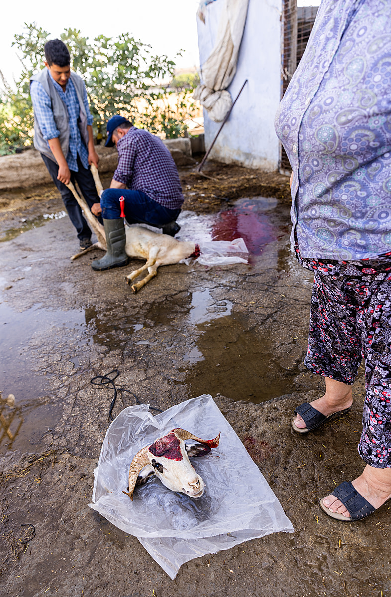 Men begin butchering the body of a decapitated ram in a courtyard in Turkiye. This sheep was killed while fully conscious as a ritual animal sacrifice or Qurban, so his owner could observe the traditions of the Islamic Eid al-Adha celebrations. As part of this religious holiday, millions of animals die in Turkiye alone. Türkiye, 2022. Deniz Tapkan Cengiz / We Animals