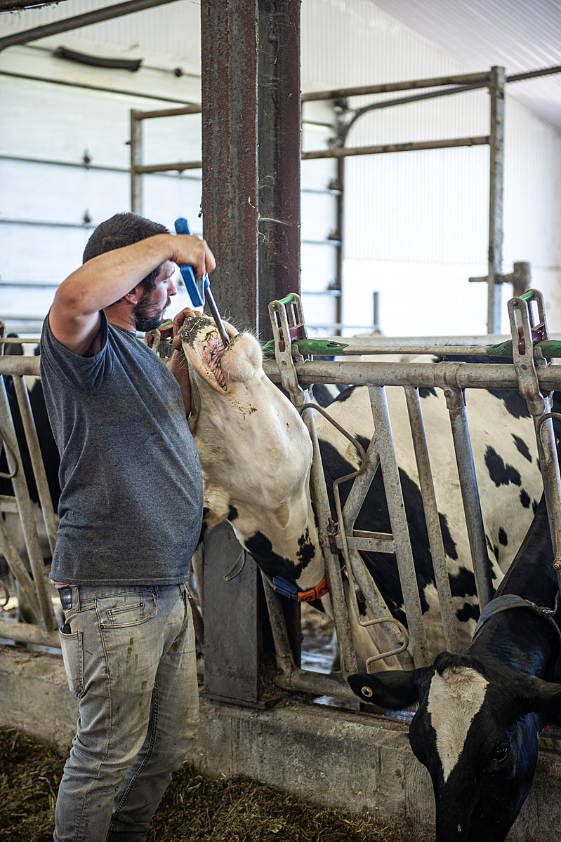 A resistant cow is forcibly administered an oral calcium supplement at a dairy farm in Quebec, Canada. She has recently calved and is beginning her lactation period. The employee at the farm uses a balling gun (bolus gun) of almost one meter in length to force the supplement down into her throat. The production of colostrum and subsequent constant milk production will will eventually cause dairy cows to become deficient in calcium, necessitating that they receive such calcium supplements. In order to keep her still, the employee has pulled this cow's head back by inserting his fingers into her nostrils.