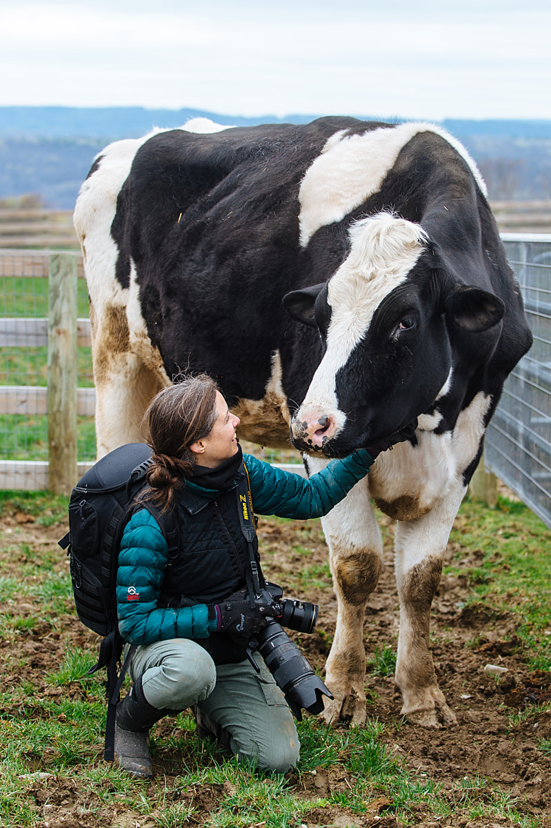 Animal photojournalist Jo-Anne McArthur shares a moment with Sven (whose name is Old Norse for little warrior), who was rescued from a barn fire as a calf. Farm Sanctuary, Watkins Glen, New York, USA, 2023. Victoria de Martigny / Farm Sanctuary / We Animals