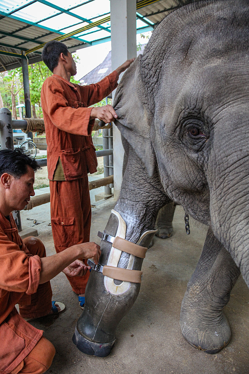 A young Asian elephant has his prosthetic leg fitted at the Friends of the Asian Elephant hospital in Lampang, northern Thailand. This young male lost his front foot when he stepped on a land mine at the Thai-Myanmar border. Thailand, 2020. Adam Oswell / We Animals