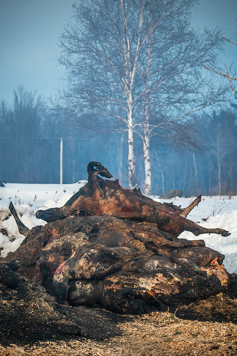 The charred bodies of the 130 Jersey cows who died in a barn fire are moved from the burn site to an area nearby where they will be composted. USA, 2022. Jo-Anne McArthur / We Animals