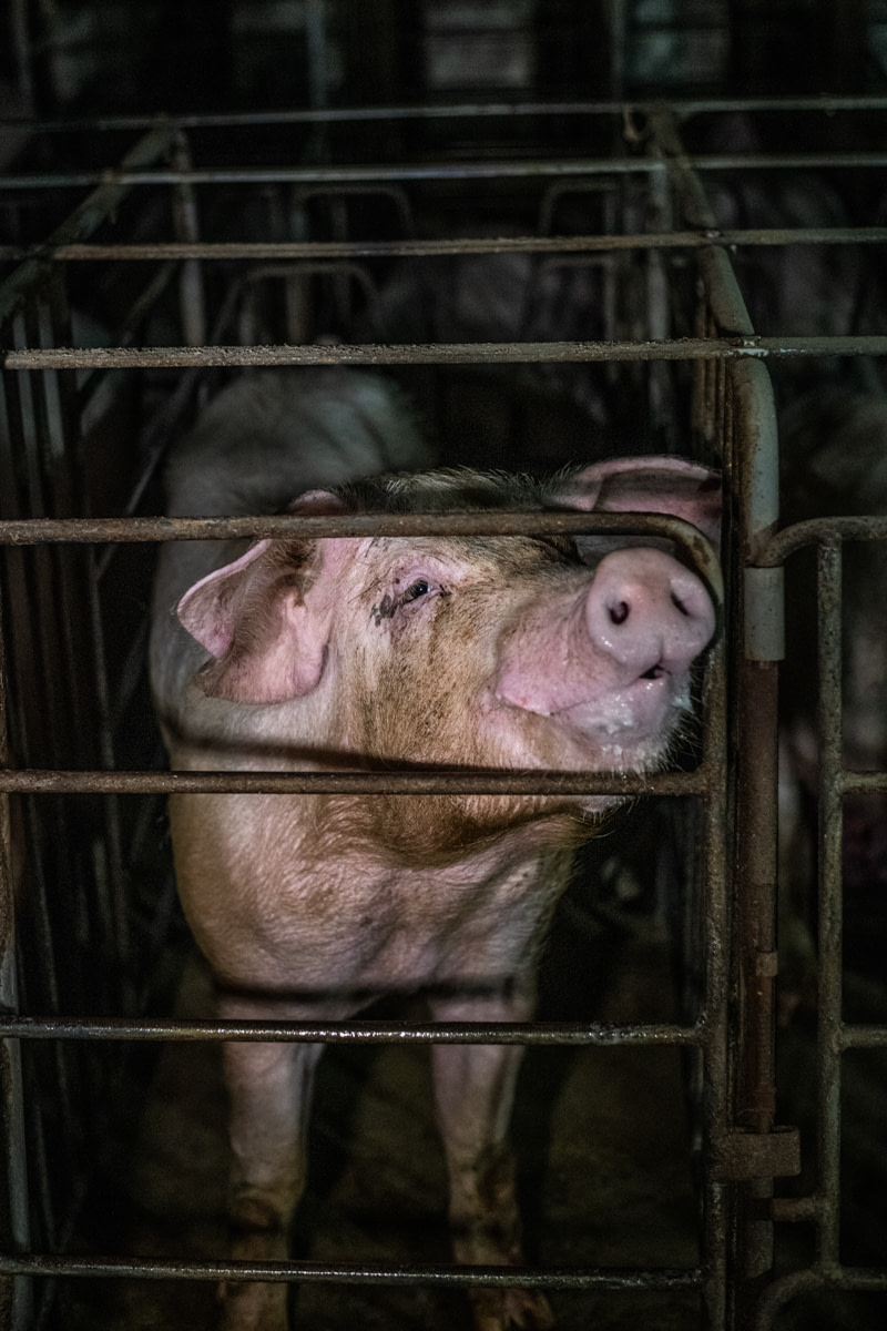 A sow makes eye contact with the camera from behind the bars of a gestation crate at an industrial pig farm in Quebec. She and those beside her live confined inside bare, concrete-floored enclosures. The crates are large enough only for the sows to sit, stand, and lie down, but they cannot walk or turn around. Canada, 2022. Jo-Anne McArthur / We Animals