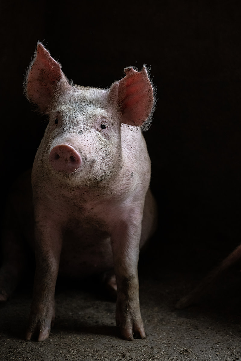 A young pig gazes into the camera from inside a dark, dirty open-air concrete pen on a large industrial farm. Sub-Saharan Africa, 2022. Jo-Anne McArthur / We Animals