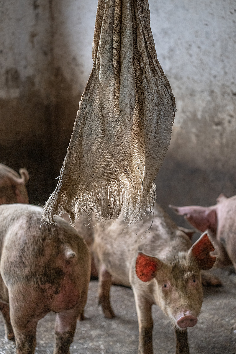 A young pig stares curiously from beneath a frayed plastic burlap-style sack hanging from the ceiling of their pen on a large industrial farm. The sack is intended as an enrichment for the young pigs living inside this bare concrete pen. Sub-Saharan Africa, 2022. Jo-Anne McArthur / We Animals