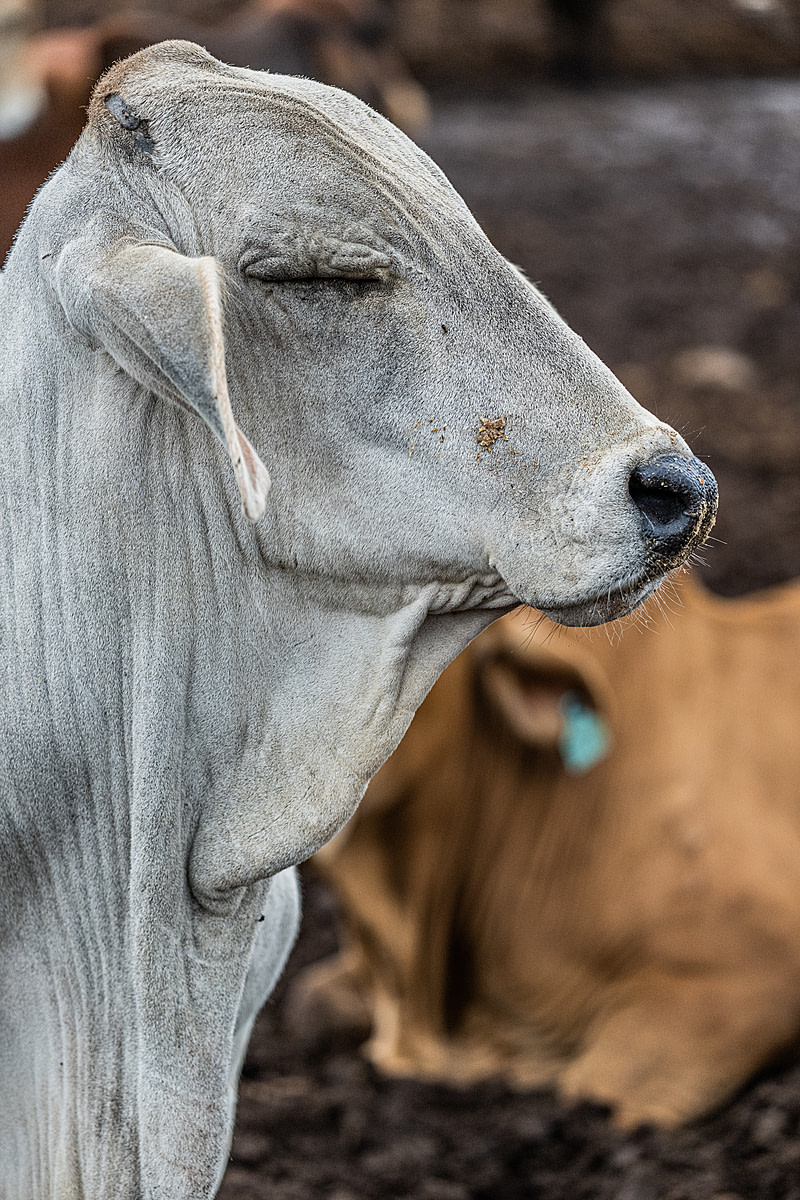 A portrait of a white steer living inside a cattle fattening yard, also known as an Animal Feeding Operation (AFO). Penned bulls, steers, and oxen live here for approximately 90 days, where they are intensively fed and gain about 300 kilograms of weight before the yard sends them to slaughter. The animals live in their own filth, which in some places is knee-deep, and they have no shelter from the elements. Sub-Saharan Africa, 2022. Jo-Anne McArthur / We Animals