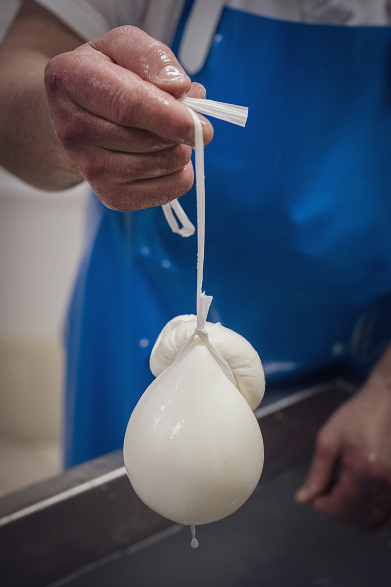 A cheesemaker applies a string noose to traditionally shape buffalo scamorza cheese at a water buffalo mozzarella dairy. Di Guida Dairy, Eboli, Salerno, Italy, 2024. Raffaele Petralla / We Animals A cheesemaker applies a string noose to traditionally shape buffalo scamorza cheese at a water buffalo mozzarella dairy. Di Guida Dairy, Eboli, Salerno, Italy, 2024. Raffaele Petralla / We Animals