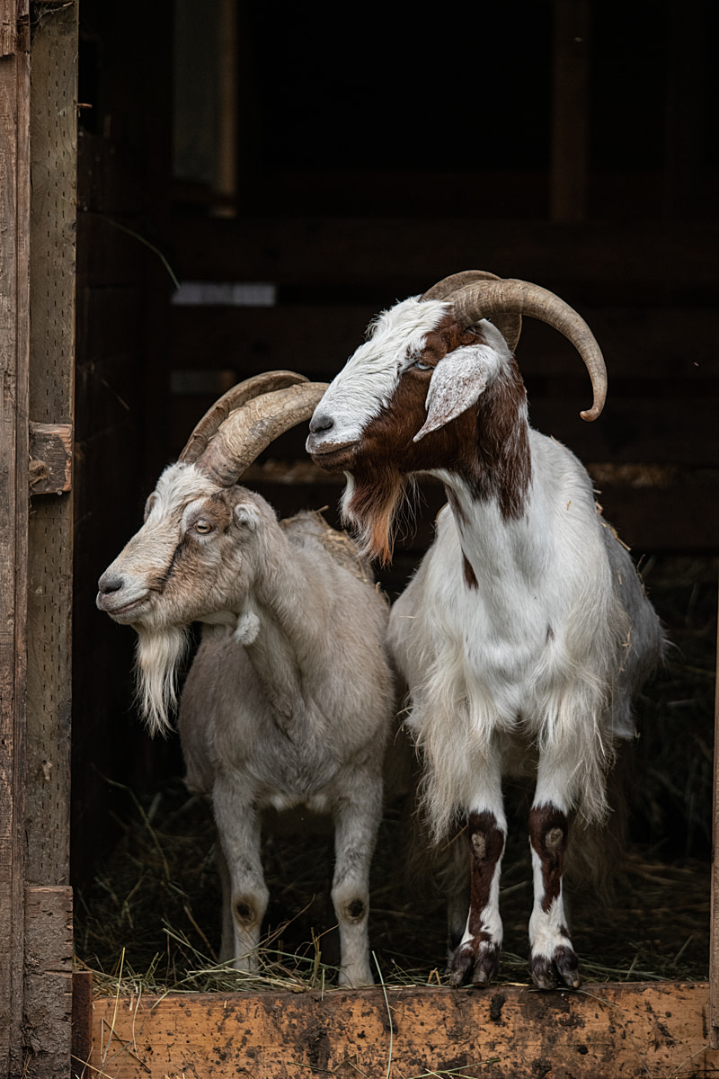 Goats look out onto a pasture from a barn at Wildwood Farm Sanctuary & Preserve. Wildwood Farm Sanctuary and Preserve, Newberg, Oregon, USA, 2021. Jo-Anne McArthur / We Animals