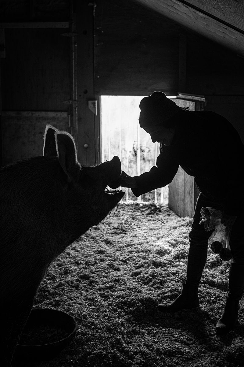 Teresa Gangnier, the Humane Educator at SAFE, feeds an apple to Malcolm, one of the pigs. SAFE - Sanctuaire pour animaux de ferme de l'Estrie, Potton, Quebec, Canada, 2022. Jo-Anne McArthur / We Animals