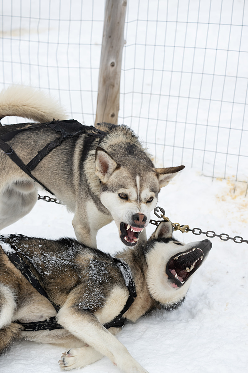 A dog bares his teeth at another dog as an altercation breaks out between them while they are chained closely together at a dog-sledding operation. The dogs are harnessed and awaiting being used to pull sleds carrying tourists. A staff member needed to intervene to stop the conflict. Passion Husky, Saint-Nicolas, Quebec, Canada, 2025. Monroe Styles / We Animals