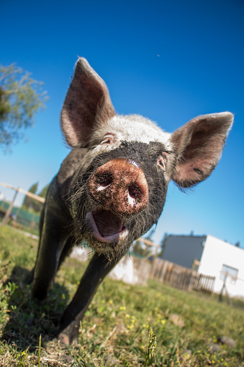 Resident pig Luciano comes to say hello after his mud bath at the farm animal sanctuary, Santuario Igualdad, in Chile. Consumption of meat is widespread in Chile and is especially popular on national holidays. Luciano was an abused piglet being raised for this purpose before the sanctuary rescued him Santuario Igualdad, El Monte, Santiago, Chile, 2015. Gabriela Penela / We Animals