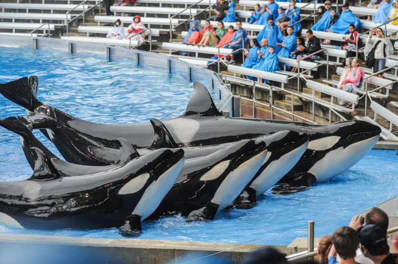 Orca performance at Sea World. USA, 2011.