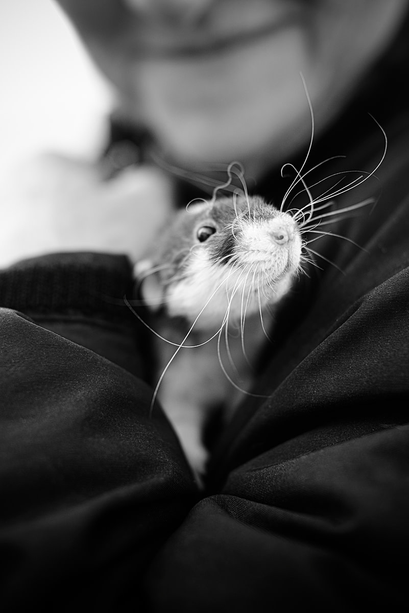 Dr. Theodora Capaldo with a rescued rat awaiting adoption at the Massachusettes SPCA. USA, 2014. Jo-Anne McArthur / NEAVS / We Animals.