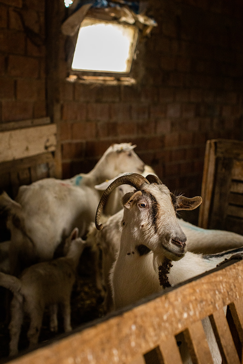An adult goat intently stares at the photojournalist's camera on a goat dairy and meat farm. Although they may perceive the camera as a threat, these goats exhibited a level of curiosity and focus surpassing that of many companion animals. Turkiye, 2023. Deniz Tapkan Cengiz / We Animals