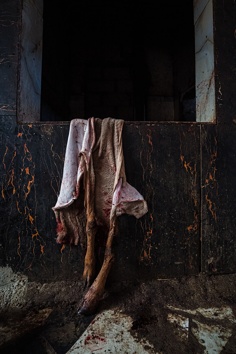 The skin and legs of a sheep, with still attached hooves, hang from a window ledge at a live animal market slaughterhouse. They are all that remains of a sheep full of life moments earlier, now discarded as slaughterhouse waste. Undisclosed, Bishkek, Chuy Region, Kyrgyzstan, 2024. Bogna Wiltowska / We Animals