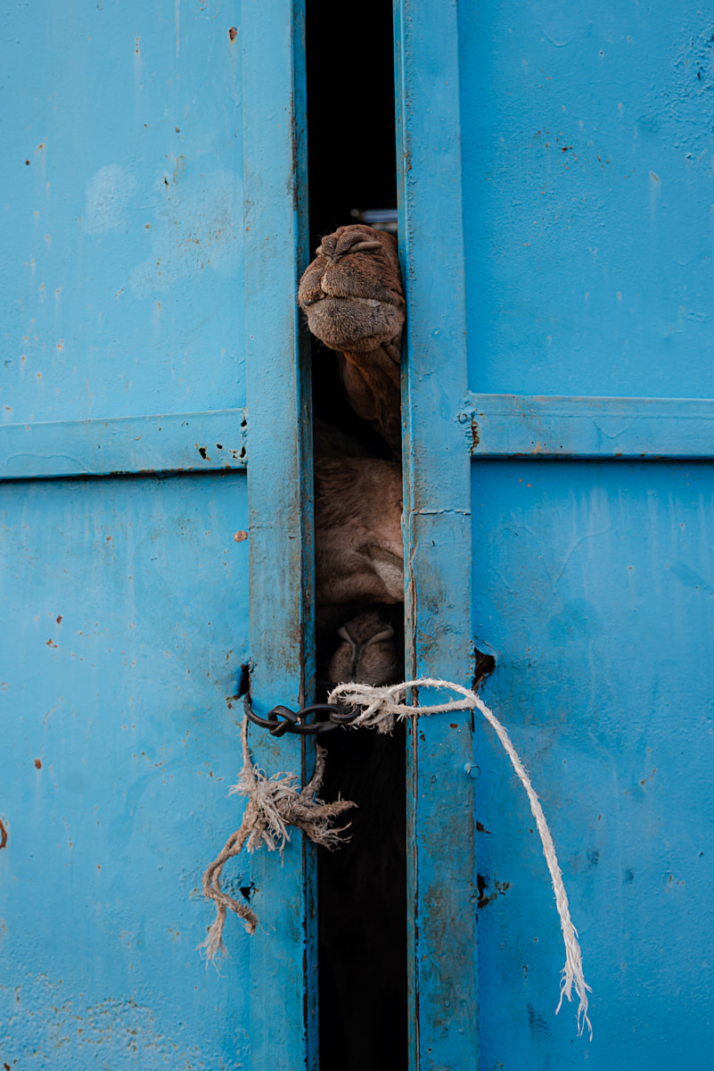 Young camels peer through an opening between barn doors at a camel dairy farm. They sense their mothers are near, sniffing the air and growing restless. Soon, they will be led one by one to their mothers for a brief moment of nursing - their only contact each day. Undisclosed, Akshiy, Almaty Region, Kazakhstan, 2024. Bogna Wiltowska / We Animals