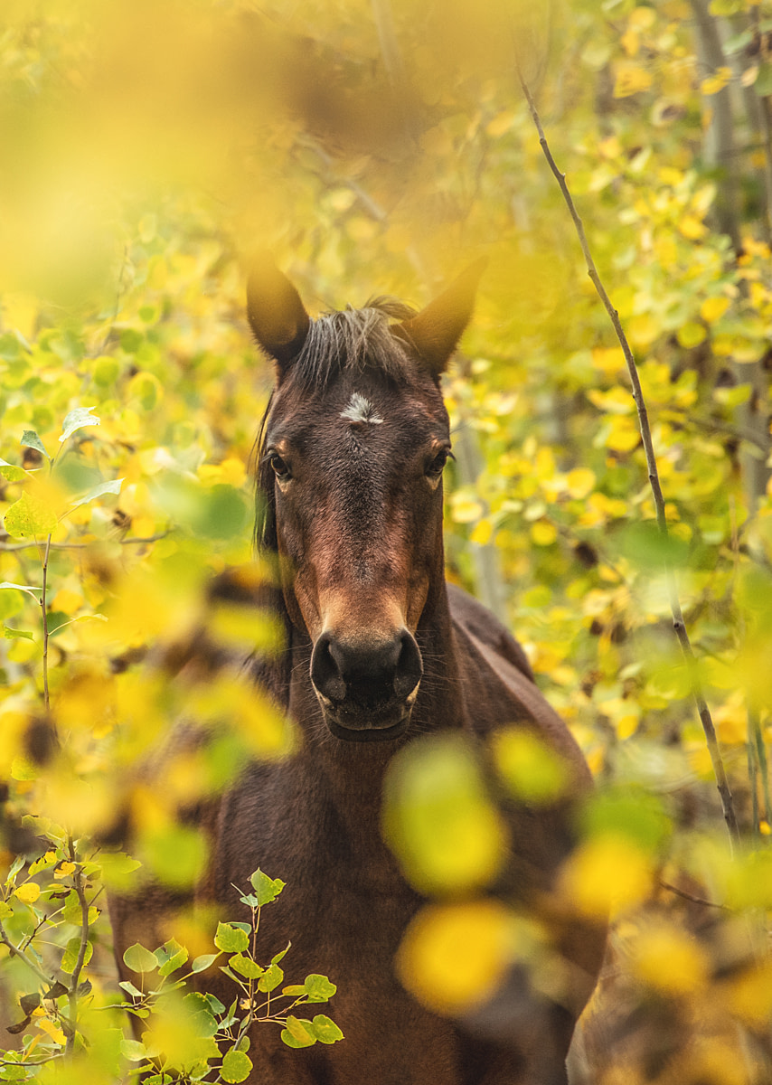A rescued horse stands amid golden autumn leaves at Skydog Ranch and Sanctuary. Skydog provides refuge to about 300 rescued wild horses and burros in a 9,000-acre natural landscape. Many of these equines come directly from kill pens or auctions where they were hours away from slaughter in Mexico or Canada. Bend, Oregon, USA, 2024. PhotoAdvocacy / We Animals A rescued horse stands amid golden autumn leaves at Skydog Ranch and Sanctuary. Skydog provides refuge to about 300 rescued wild horses and burros in a 9,000-acre natural landscape. Many of these equines come directly from kill pens or auctions where they were hours away from slaughter in Mexico or Canada. Bend, Oregon, USA, 2024. PhotoAdvocacy / We Animals