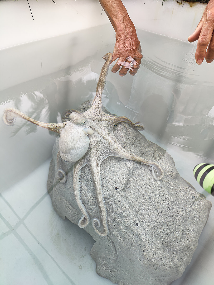 A Hawaiian day octopus reaches for a visitor's hand during a tour at Kanaloa Octopus Farm on the Big Island of Hawaii. The facility confines wild-caught octopuses alone in small tanks to perform breeding experiments on them for the aquaculture industry. Kailua-Kona, Hawaii, USA, 2022. Laura Lee Cascada / The Every Animal Project / We Animals