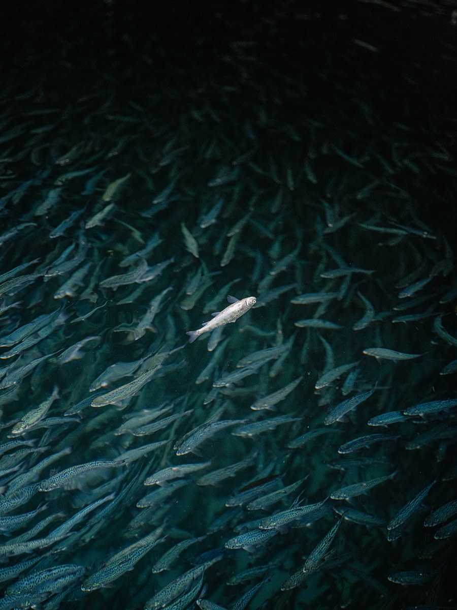 A dead salmon floats at the surface of a crowded tank containing approximately four-month-old salmon fry at a freshwater hatchery. Freshwater hatcheries like this one raise salmon from alevins through to smolt, after which the fish are transferred to marine pens to grow to market size. Undisclosed location, Puerto Octay, Osorno Province, Los Lagos Region, Chile, 2025. Marcos Zegers / We Animals