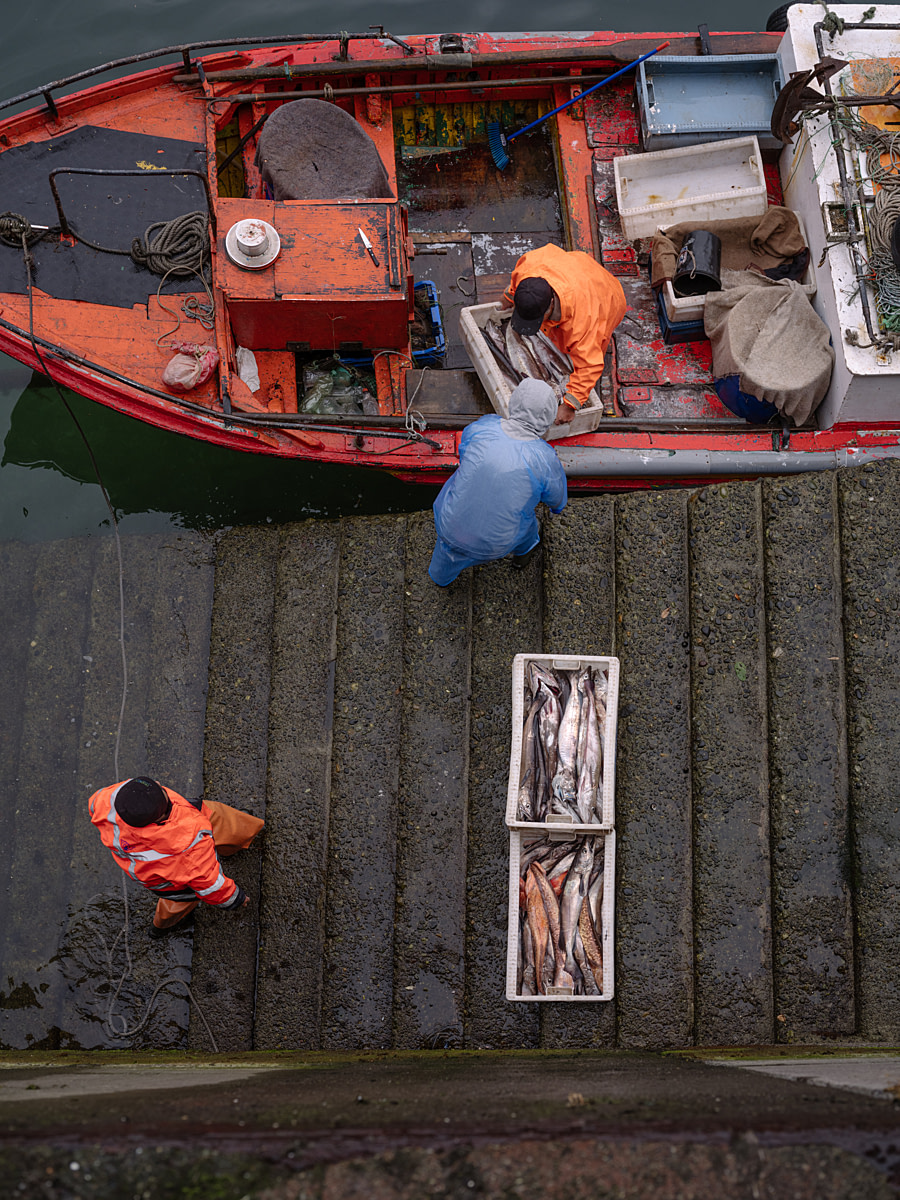 The remains of dead fish and shellfish lie mixed with plastic and food waste inside a dumpster outside a fish market. Mercado Angelmo, Puerto Montt, Llanquihue Province, Chile, 2025. Marcos Zegers / We Animals