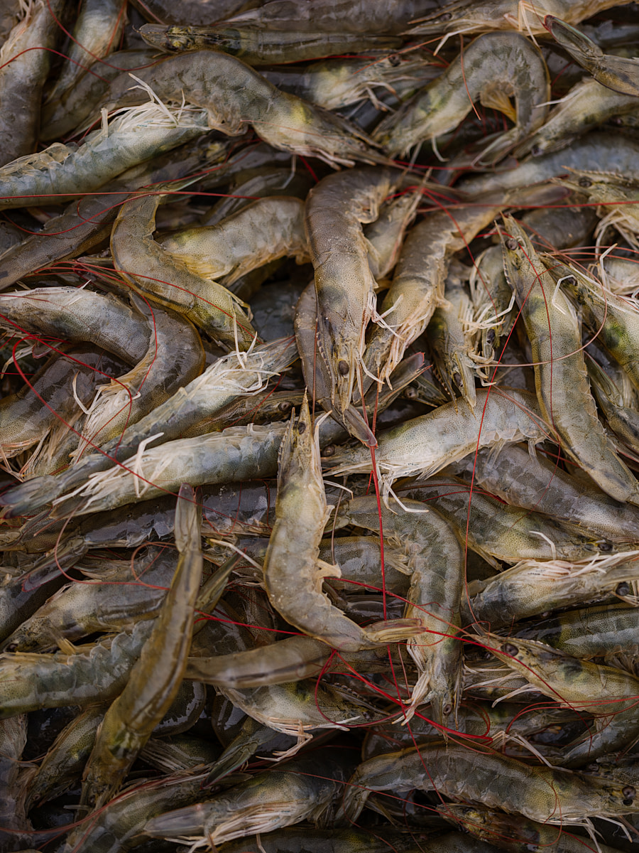 Captured shrimp lie piled atop one another after being removed from a rearing pond during a harvest at a shrimp farm. Undisclosed location, Chone, Manabí Province, Ecuador, 2025. Marcos Zegers / Animal Welfare Observatory / We Animals