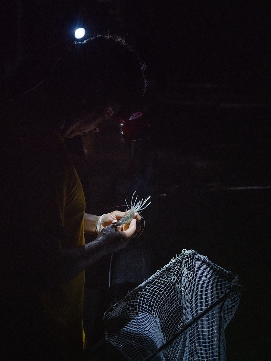 A worker at a laboratory that produces larval and postlarval shrimp destined for shrimp farming checks in the dark if a female broodstock shrimp is fertilized and healthy. These mother shrimp are removed from the tanks for about 20 seconds during examination before being returned to water maintained at ideal temperatures and light levels for spawning. Undisclosed location, San Pablo, Santa Elena Province, Ecuador, 2025. Marcos Zegers / Animal Welfare Observatory / We Animals