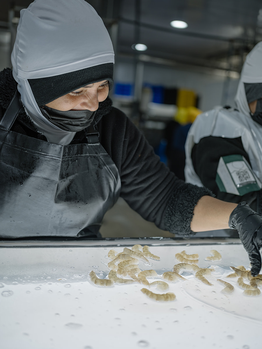 A worker sorts shrimp on a light table at a shrimp processing and packing plant. During processing, the shrimp pass through several washing and trimming steps until only their meat remains. Undisclosed location, Guayaquil, Guayas Province, Ecuador, 2025. Marcos Zegers / Animal Welfare Observatory / We Animals