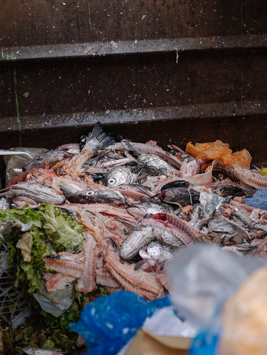 The remains of dead fish and shellfish lie mixed with plastic and food waste inside a dumpster outside a fish market. Mercado Angelmo, Puerto Montt, Llanquihue Province, Chile, 2025. Marcos Zegers / We Animals