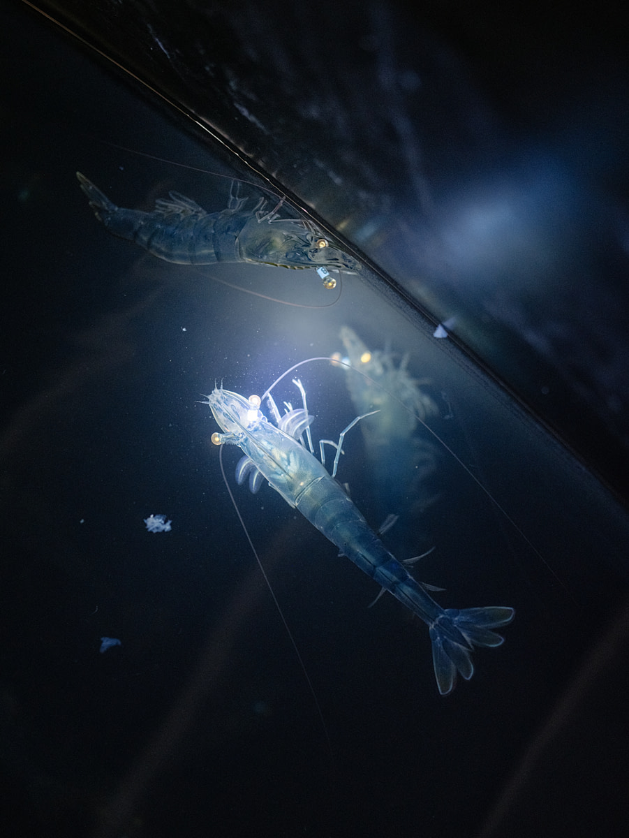 A female broodstock shrimp (also known as a "mother shrimp") wears a tag around her eyestalk while she swims in a temperature and light-controlled tank at a shrimp laboratory. The facility produces larval and postlarval shrimp destined for shrimp farming. Undisclosed location, San Pablo, Santa Elena Province, Ecuador, 2025. Marcos Zegers / Animal Welfare Observatory / We Animals