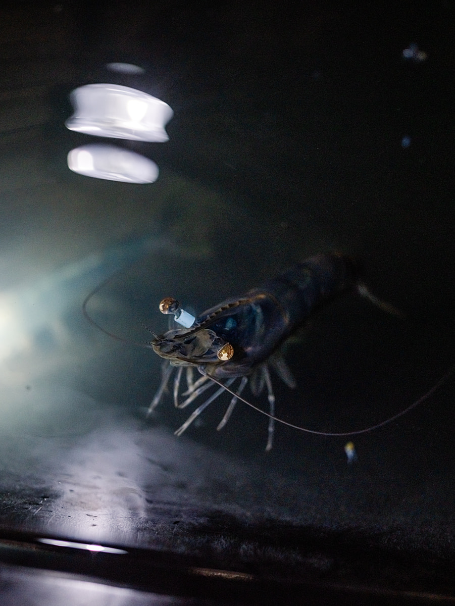 A female broodstock shrimp (also known as a "mother shrimp") wears a tag around her eyestalk while she swims in a temperature and light-controlled tank at a shrimp laboratory. The facility produces larval and postlarval shrimp destined for shrimp farming. Undisclosed location, San Pablo, Santa Elena Province, Ecuador, 2025. Marcos Zegers / Animal Welfare Observatory / We Animals