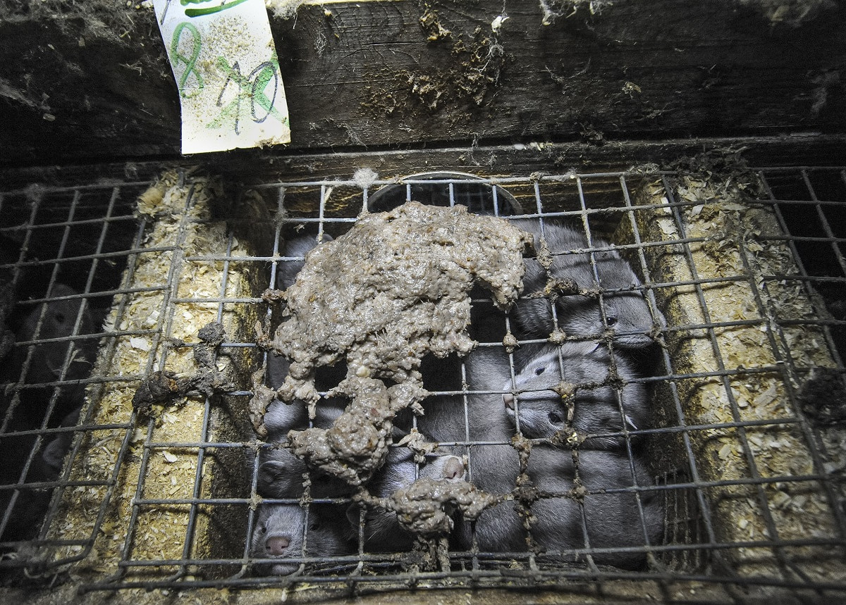 Life and Death in Fur Farming. Ten, now eight, mink kits in a nest box on a Swedish fur farm. These American mink kits fight for space and to reach their food. A sign indicates two have died. Though the legal cage size is now larger and a two-storey box a requirement for adult mink, with no more than two adults per cage, injuries still occur. Sweden, 2010. Jo-Anne McArthur / Djurrattsalliansen / We Animals