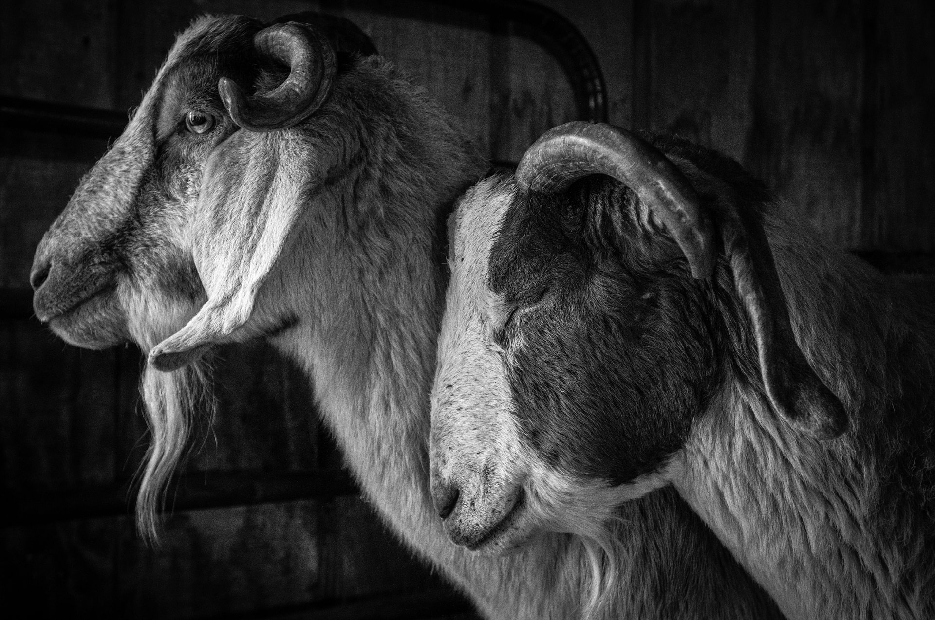 An incarcerated man shovels manure and keeps the new dairy barn clean. Work is a requirement for all prisoners as part of their “correctional plans” but there has been high turnover in the farm jobs. As one Joyceville prisoner writes, “They do not s