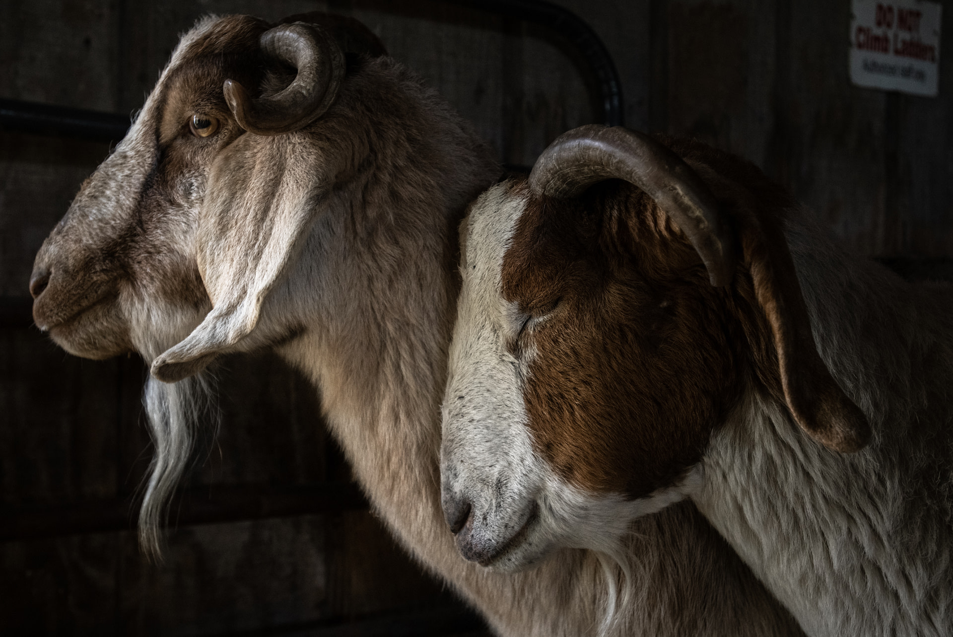 An incarcerated man shovels manure and keeps the new dairy barn clean. Work is a requirement for all prisoners as part of their “correctional plans” but there has been high turnover in the farm jobs. As one Joyceville prisoner writes, “They do not s