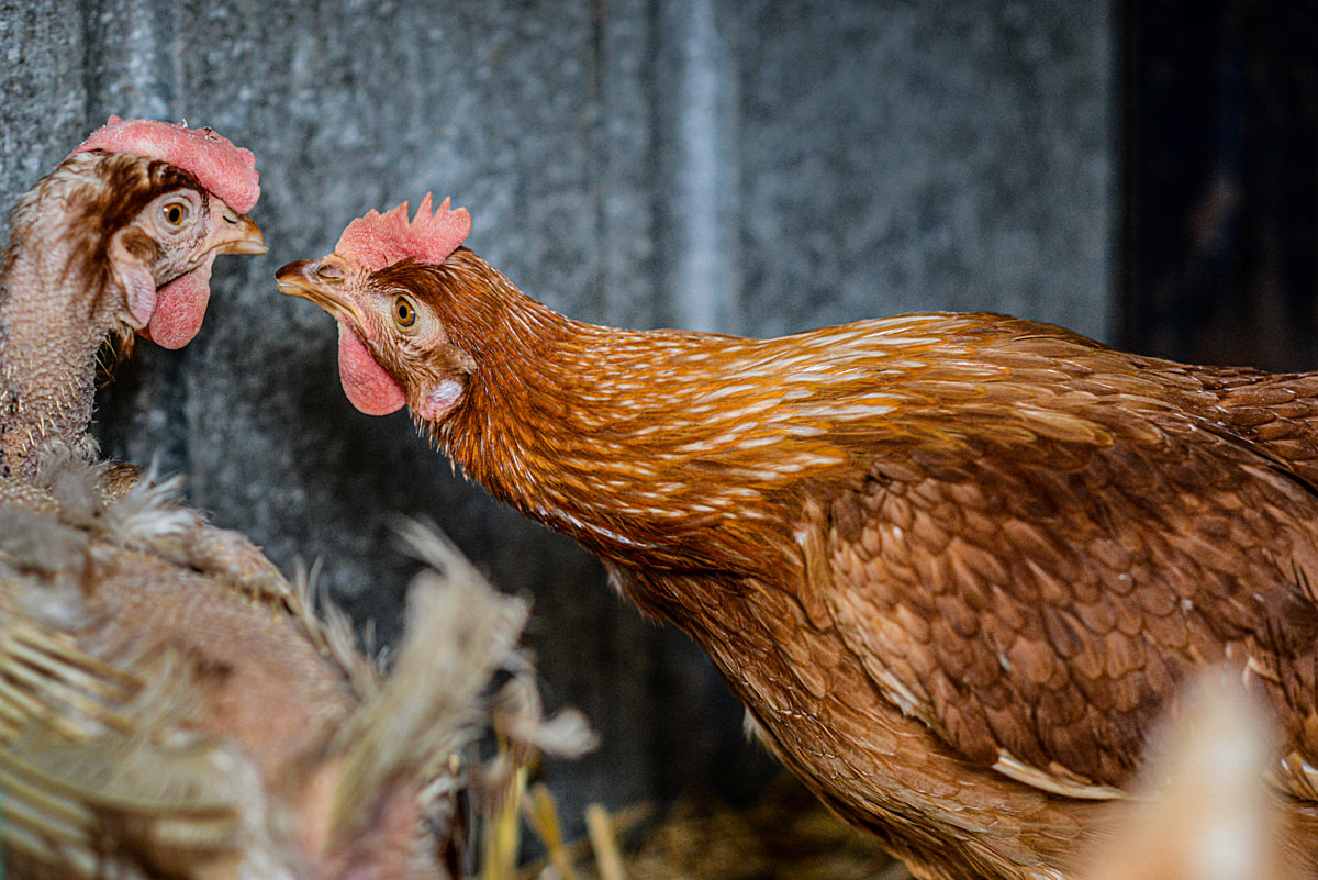 A rescued hen takes a close look at a newcomer to the sanctuary. Australia, 2013. Jo-Anne McArthur / We Animals