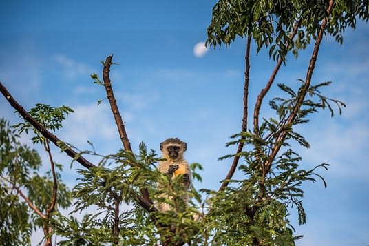 A vervet monkey