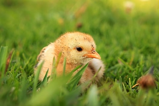 A newly-hatched chick at the sanctuary