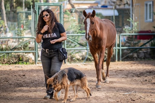 Helena Hesayne from Beirut Ethical Treatment for Animals walks along a horse and a dog at the shelter.