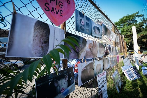 Pig Save photographs and posters are hung on a chain link fence visible from the street. Canada 2013.