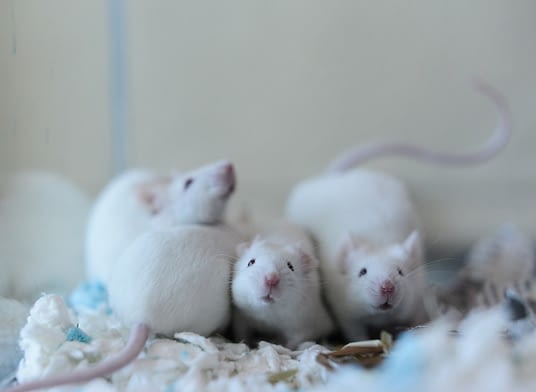 Mice waiting for adoption at a shelter. Massachusetts SPCA - NEAVS, USA 2014.