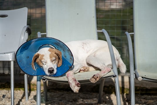 A dog recovering from skin disease, peacefully sleeps on a chair at the BETA shelter in Lebanon.