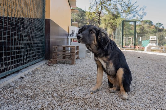 A three legged dog at the shelter of BETA in Lebanon.