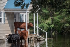 Cows who survived the hurricane, stranded on a porch, surrounded by flood waters.