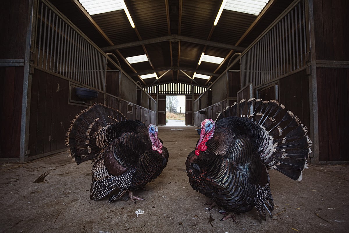 Rescued from becoming Christmas turkeys, Harold and his brother Fredrick explore the main shelter at Surge Sanctuary. UK, 2020. Tom Woollard / We Animals Media